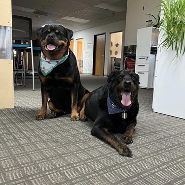 two dogs hanging out inside an office.
