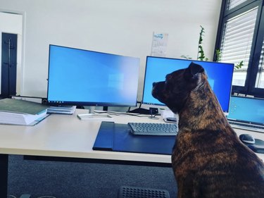 a dog sitting in front of two computer screens.