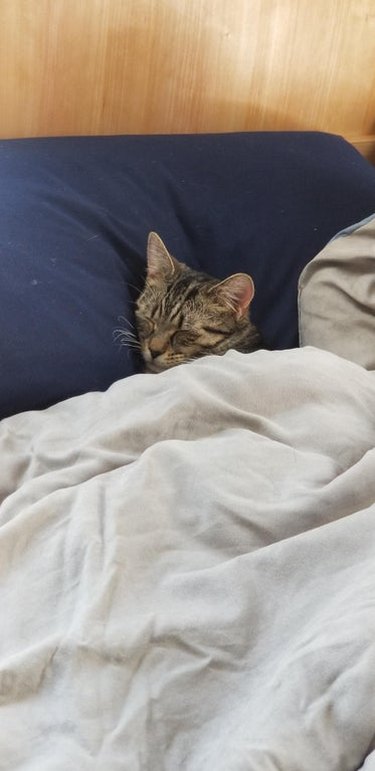 cat sleeping under blanket