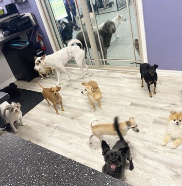 several dogs in a group inside an office.