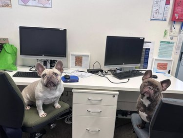 two dogs sitting in front of two computers at an office.