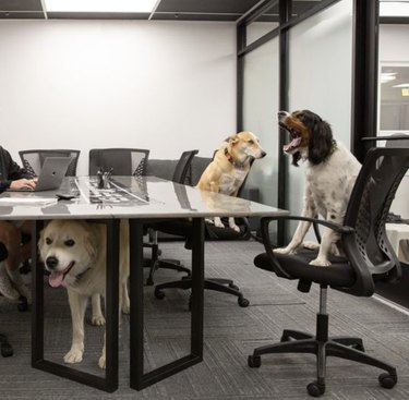 three dogs inside a conference room.