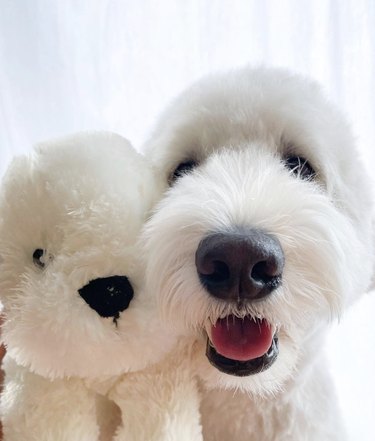 a white dog with a matching white stuffed animal
