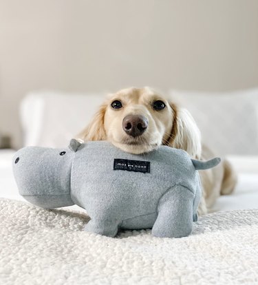 a doxie on a bed resting its chin on a stuffed blue hippo