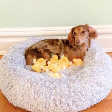 a dog lying on a dog bed with several stuffed yellow chicks