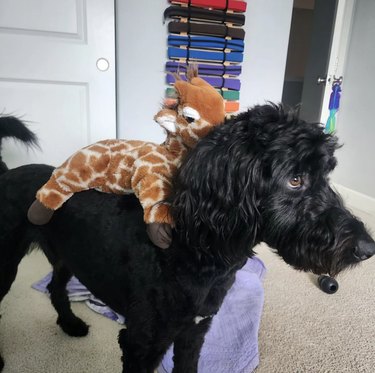 a black dog standing with a stuffed giraffe on its back