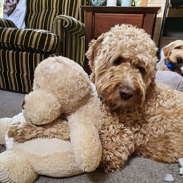 a doodle dog resting its forelegs on a big stuffed dog
