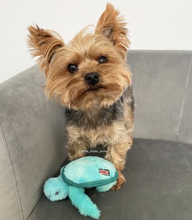 a dog sitting on a couch with a stuffed turtle