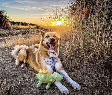 a dog in a field with a stuffed dinosaur by its foreleg