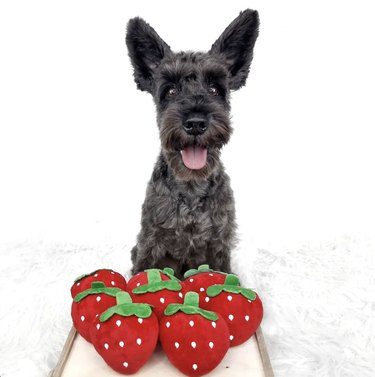 a dog with half a dozen stuffed strawberry toys in front of it