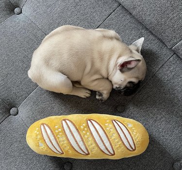 a dog curled up next to a stuffed baguette toy