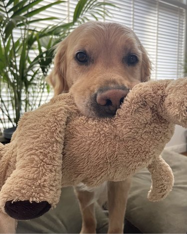 a golden retriever holding a stuffed toy in its mouth