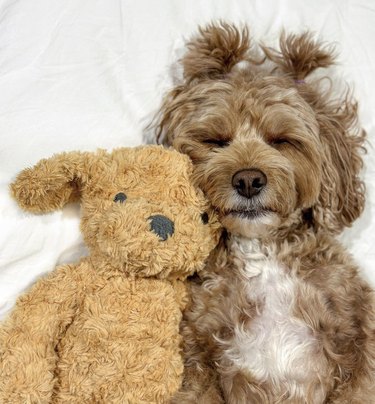 a dog lying on its back next to a stuffed bear