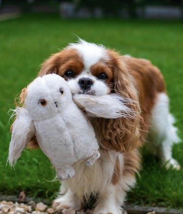 a cavalier king charles spaniel with a stuffed owl in its mouth