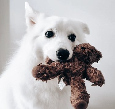 a white dog with a small stuffed brown bear in its mouth