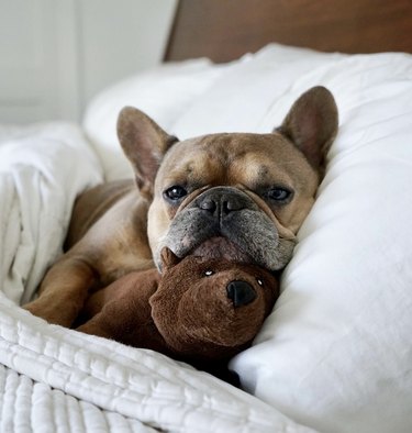 a frenchie dog in bed with its chin resting on a stuffed brown bear