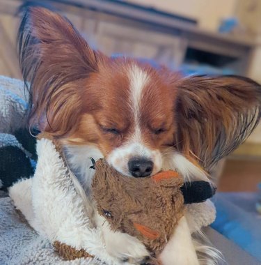 a dog napping with its chin resting on a stuffed animal toy