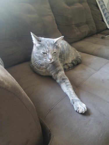 Cat laying on couch extends single front leg.