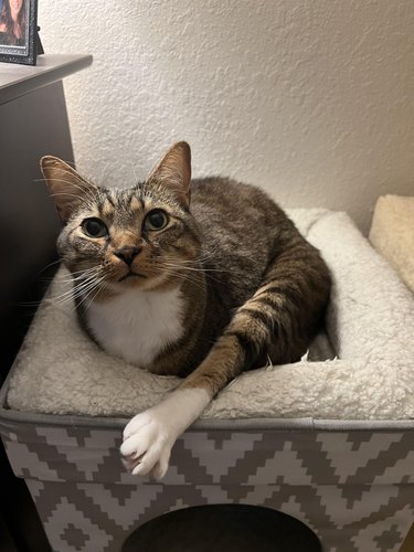 Cat sitting in bed atop cat tower with one back paw stretched out in front.