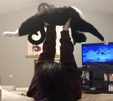 Tuxedo cat held aloft stretches all paws.