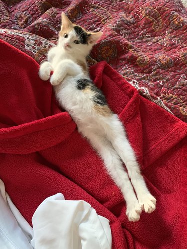 Calico kitten lying on blanket stretches back legs and flexes toes.