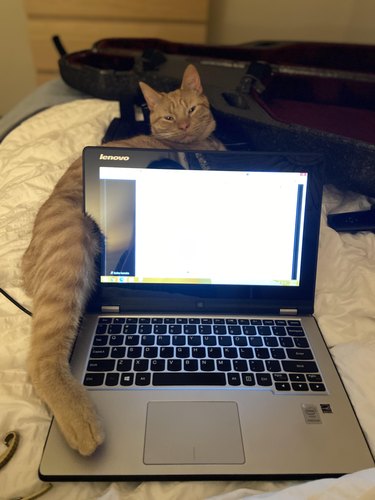Ginger cat stretches one back leg to rest on laptop keyboard.