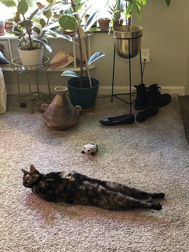 Calico cat lies on carpet with back legs stretched behind.