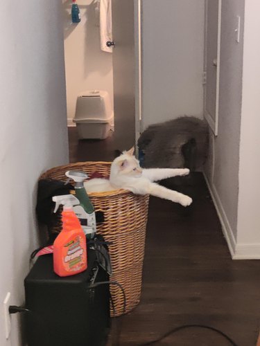 White cat sits in wicker laundry basket with front paws sticking straight out.