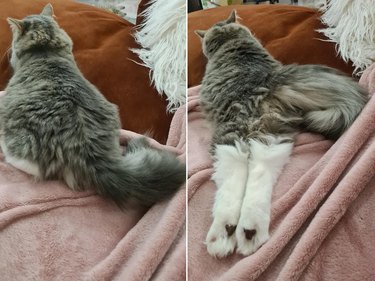 Cat with heart-shaped paw pads lies on couch with back paws stretched behind them.