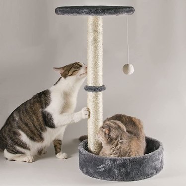 Two cute cats resting on and playing with Qucey cat scratching post.