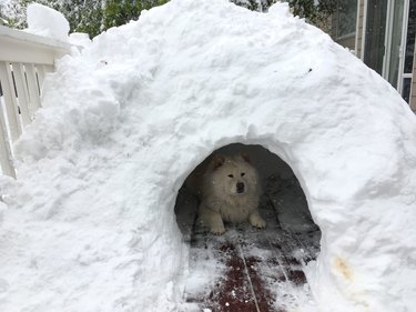 A fluffy white dog chilling in a fort made of snow.