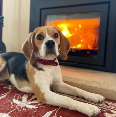 beagle loves sitting next to fireplace.