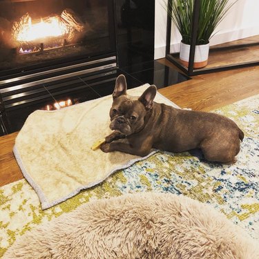 dog keeping warm next to a fireplace.