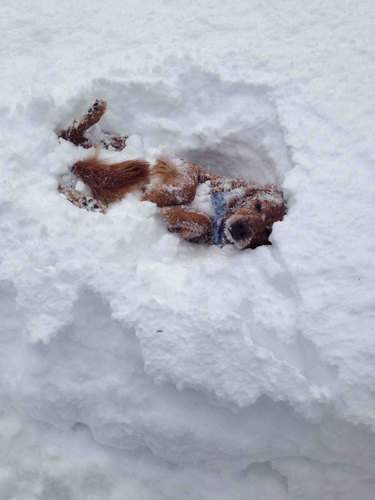 A golden retriever looking very cozy in a pile of snow.