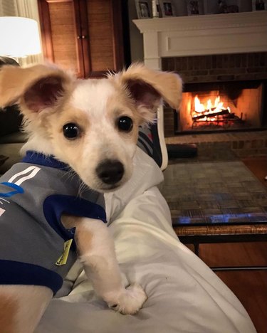 puppy in a sweater vest looking back at person.