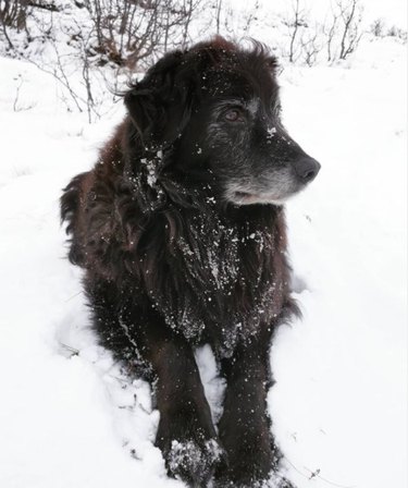 An old-looking black dog sitting in the snow.