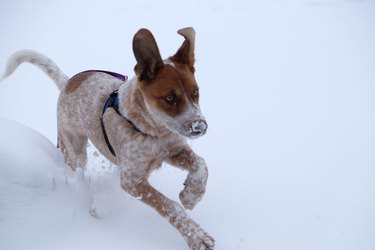 A floppy eared dog is running through the snow so exuberantly that their ears are sticking straight up.