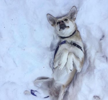A dog lying on their back in the snow with their paws curled.