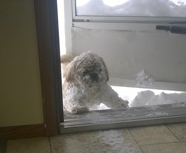 A small dog peeking through the front door of a house. Their fur is matted with snow.