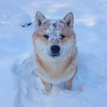 A shiba inu sitting in the snow with a dusting of snow on its cute little face.