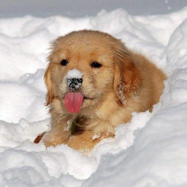 A golden retriever puppy sitting in the snow, tongue out, snow on its little nose.