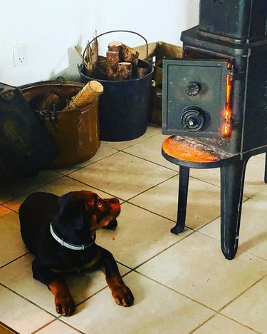 dog staring at fire.