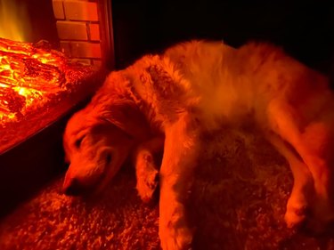 smiling dog glowing red from nearby fire.