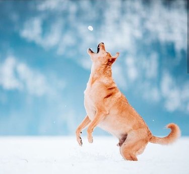 A tan dog leaping to catch a snowball in their mouth.