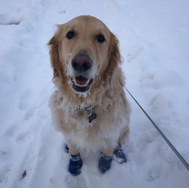 A golden retriever sits in the snow, wearing some blue snow booties.