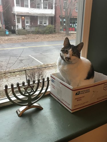 Cat in priority mail box next to menorah.