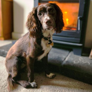 cold cocker spaniel likes warm fireplace.