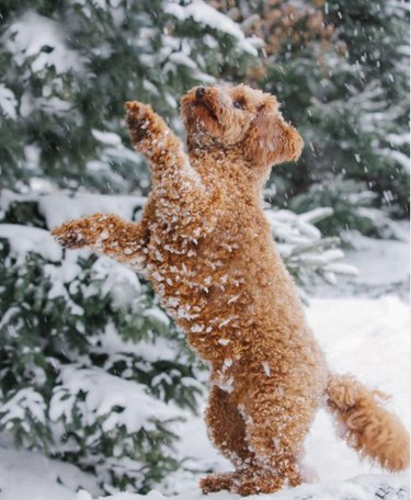 A tan poodle mix standing up on two hind legs as snow falls all around.