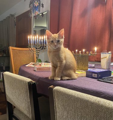 cute kitten next to menorah for hanukkah