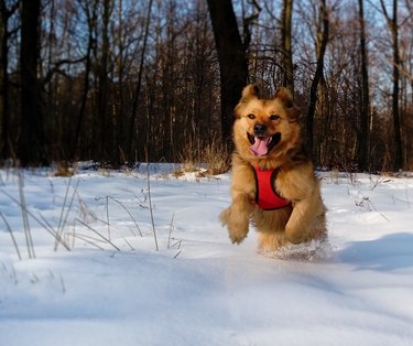 A light brown dog leaping happily through the snow.